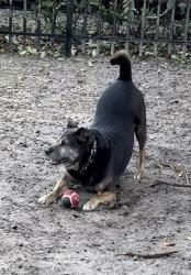 Lost Male Dog last seen Cliffside Dr and N Hawkins, Akron, OH 44313
