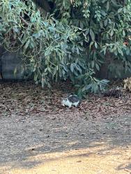 Found/Stray Unknown Cat last seen Crushcakes & Cafe, Goleta, CA 93111