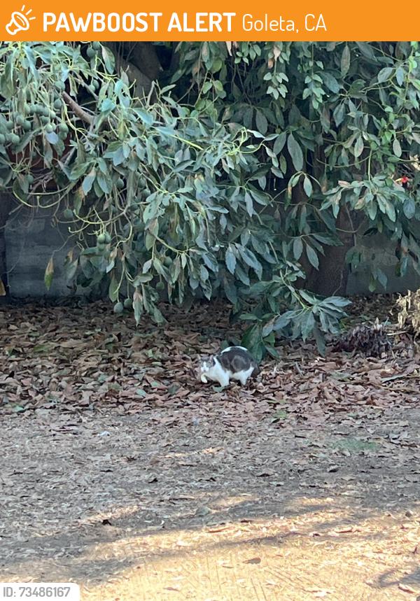 Found/Stray Unknown Cat last seen Crushcakes & Cafe, Goleta, CA 93111