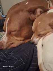Reunited Female Dog last seen Holen, Hutto, TX 78634