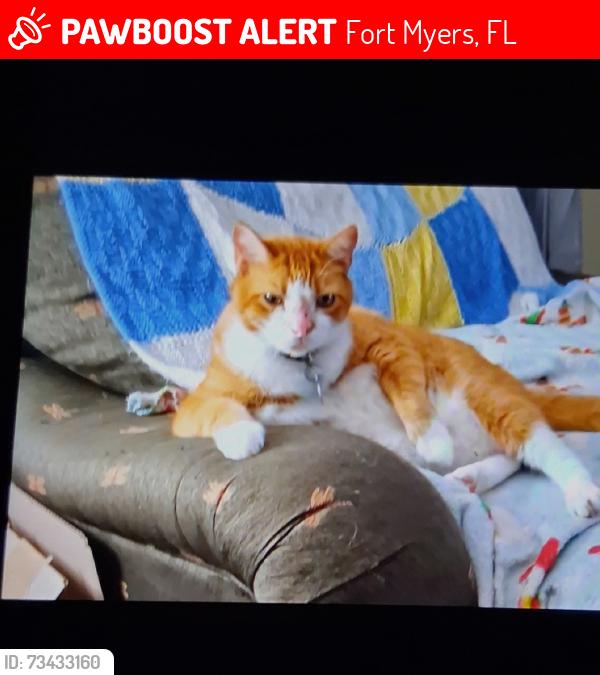 Lost Male Cat last seen Behind the old Wesley memorial church on DeLeon st Ft.myers, Fort Myers, FL 33901