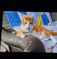 Lost Male Cat last seen Behind the old Wesley memorial church on DeLeon st Ft.myers, Fort Myers, FL 33901