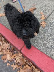 Reunited Male Dog last seen Near S Corbett Ave, Portland, OR 97239, USA, Portland, OR 97239