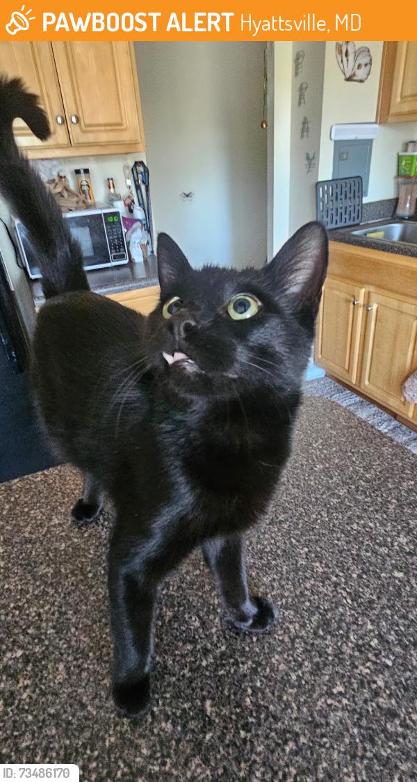 Found/Stray Unknown Cat last seen Wawa, Hyattsville, MD 20783