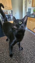 Found/Stray Unknown Cat last seen Wawa, Hyattsville, MD 20783