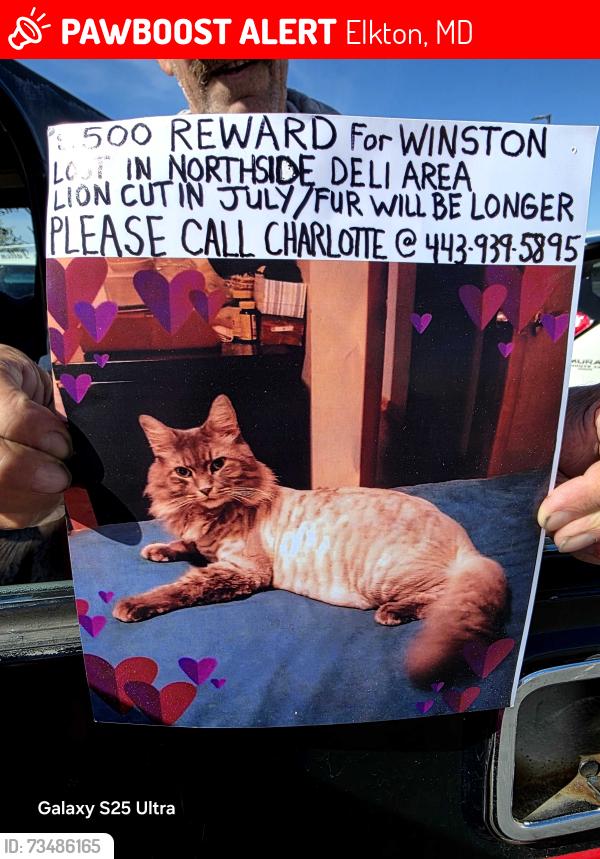 Lost Male Cat last seen Northside deli Northside deli, Elkton, MD 21921