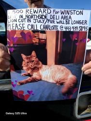 Lost Male Cat last seen Northside deli Northside deli, Elkton, MD 21921