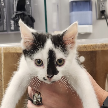 Shelter Stray Male Cat last seen Near Waylon Ave, Gastonia, NC, 1491 Business Park Ct, Gastonia, NC 28052, USA