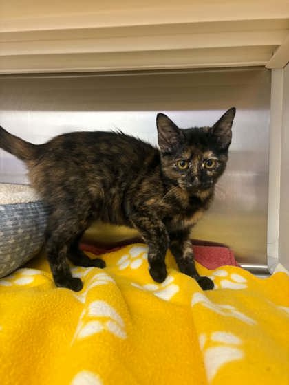 Shelter Stray Female Cat last seen Near N Main, District 1 - North Cleburne, TX, 2375 Service Dr, Cleburne, TX 76033, USA