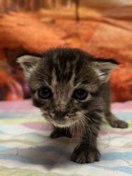 Shelter Stray Male Cat last seen Near Spring summit, Within Coalition, TX, 11300 Nacogdoches Rd, San Antonio, TX 78217, USA