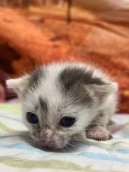 Shelter Stray Male Cat last seen Near Spring summit, Within Coalition, TX, 11300 Nacogdoches Rd, San Antonio, TX 78217, USA