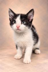 Shelter Stray Male Cat last seen W California Ave & S Dickenson Ave, Fresno Zone Fresno CO 1A 93706, CA, 1510 W Dan Ronquillo Dr, Fresno, CA 93706, USA