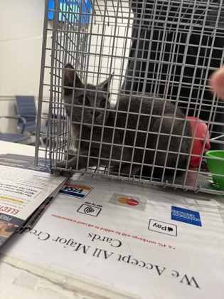 Shelter Stray Unknown Cat last seen , Caddo Parish, LA, 1500 Monty St, Shreveport, LA 71107, USA