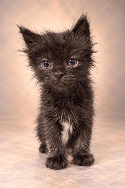 Shelter Stray Female Cat last seen S Chestnut Ave & E Central Ave, Fresno Zone Fresno CO 1A 93725, CA, 1510 W Dan Ronquillo Dr, Fresno, CA 93706, USA