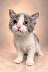 Shelter Stray Female Cat last seen S Chestnut Ave & E Central Ave, Fresno Zone Fresno CO 1A 93725, CA, 1510 W Dan Ronquillo Dr, Fresno, CA 93706, USA