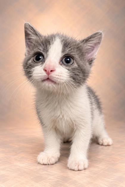 Shelter Stray Female Cat last seen S Chestnut Ave & E Central Ave, Fresno Zone Fresno CO 1A 93725, CA, 1510 W Dan Ronquillo Dr, Fresno, CA 93706, USA