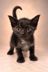 Shelter Stray Female Cat last seen Wildwood Ave & S Del Rey Ave, Del Rey Zone Fresno CO 3 93616, CA, 1510 W Dan Ronquillo Dr, Fresno, CA 93706, USA