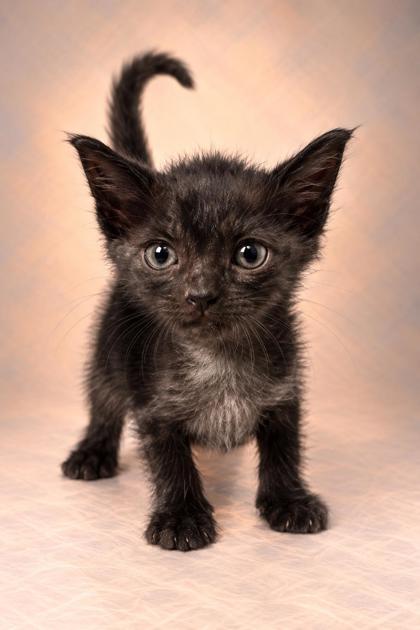 Shelter Stray Female Cat last seen Wildwood Ave & S Del Rey Ave, Del Rey Zone Fresno CO 3 93616, CA, 1510 W Dan Ronquillo Dr, Fresno, CA 93706, USA