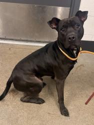 Shelter Stray Male Dog last seen Near Willey Ave, 2nd District, OH, 9203 Detroit Ave, Cleveland, OH 44102, USA