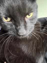 Reunited Male Cat last seen Ann st and George Ave, Joliet, IL 60435