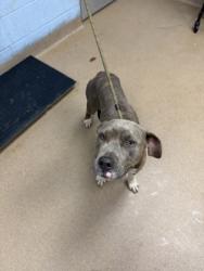Shelter Stray Female Dog last seen Near Turner Hill Road Lithonia, 30058, 30058, GA, 3280 Chamblee Dunwoody Rd, Chamblee, GA 30341, USA