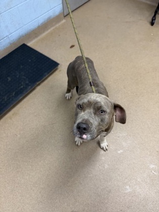 Shelter Stray Female Dog last seen Near Turner Hill Road Lithonia, 30058, 30058, GA, 3280 Chamblee Dunwoody Rd, Chamblee, GA 30341, USA