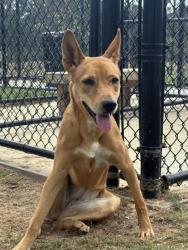 Shelter Stray Female Dog last seen Near M.L.K Jr. Dr, Atlanta, GA, 1251 Fulton Industrial Blvd NW, Atlanta, GA 30336, USA