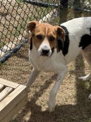 Shelter Stray Male Dog last seen Near Decker Ave SW, Atlanta, GA, 1251 Fulton Industrial Blvd NW, Atlanta, GA 30336, USA