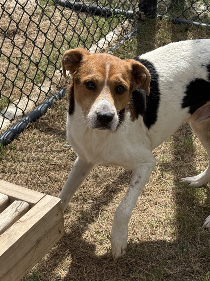 Shelter Stray Male Dog last seen Near Decker Ave SW, Atlanta, GA, 1251 Fulton Industrial Blvd NW, Atlanta, GA 30336, USA