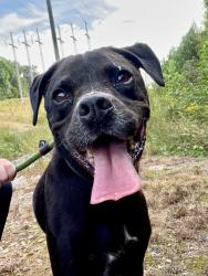 Shelter Stray Male Dog last seen Near Amsterdam Ave, Atlanta, GA, 1251 Fulton Industrial Blvd NW, Atlanta, GA 30336, USA