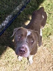 Shelter Stray Male Dog last seen Near Andrew Hairston Place, Atlanta, GA, 1251 Fulton Industrial Blvd NW, Atlanta, GA 30336, USA