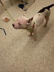Shelter Stray Female Dog last seen Near Old National Hwy, South Fulton, GA, 1251 Fulton Industrial Blvd NW, Atlanta, GA 30336, USA