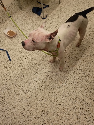 Shelter Stray Female Dog last seen Near Old National Hwy, South Fulton, GA, 1251 Fulton Industrial Blvd NW, Atlanta, GA 30336, USA