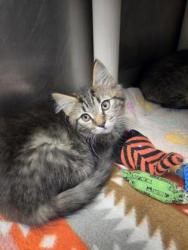 Shelter Stray Female Cat last seen Near Piney Neck Rd, Vanceboro, NC, 1639 Old Airport Rd, New Bern, NC 28562, USA