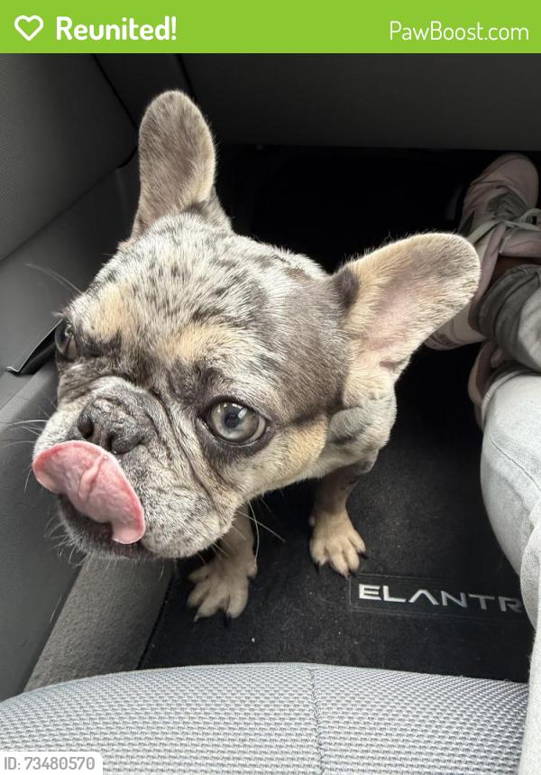 Reunited Female Dog last seen amelia plantation, Katy, TX 77449