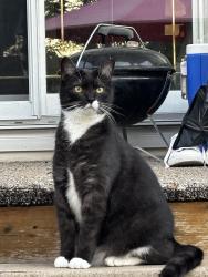 Reunited Male Cat last seen Jupiter, Mercier, QC J6R 2C8