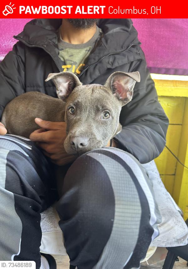 Lost Female Dog last seen Claredon, Columbus, OH 43223