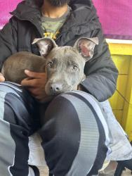 Lost Female Dog last seen Claredon, Columbus, OH 43223