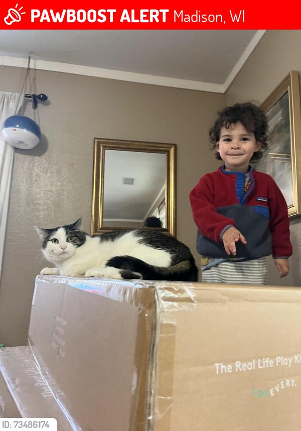 Lost Male Cat last seen Seminole and the beltline, Madison, WI 53711