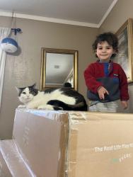 Lost Male Cat last seen Seminole and the beltline, Madison, WI 53711