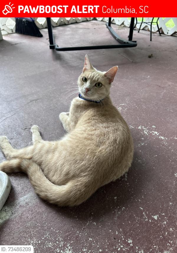 Lost Male Cat last seen East Lake Trail, Columbia, SC 29209