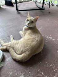 Lost Male Cat last seen East Lake Trail, Columbia, SC 29209