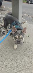 Reunited Male Dog last seen NW 183rd Ave and NW Chemeketa, Bethany, OR 97229