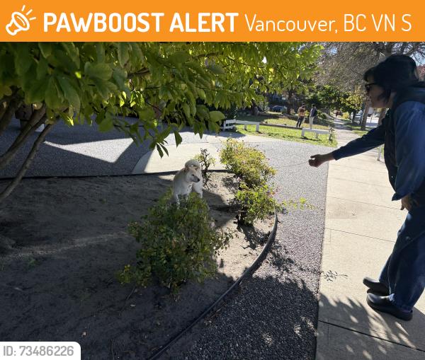 Found/Stray Male Dog last seen 12th and Nanaimo going south on Nanaimo, Vancouver, BC V5N 5S9