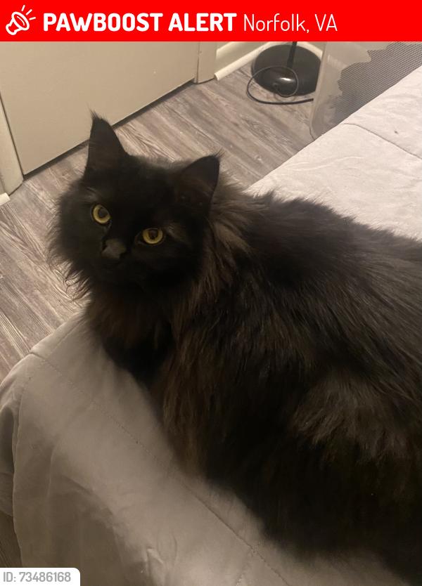 Lost Female Cat last seen Gazebo within Ghent Village Apts, Westover and Granby Street, Norfolk, VA 23507