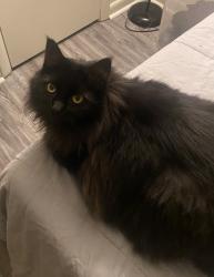 Lost Female Cat last seen Gazebo within Ghent Village Apts, Westover and Granby Street, Norfolk, VA 23507