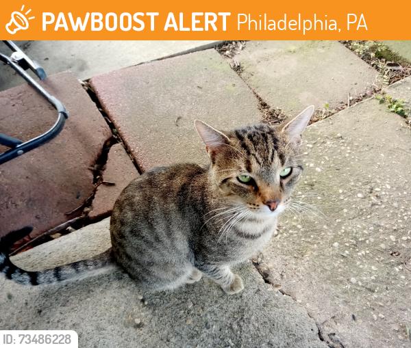 Found/Stray Male Cat last seen Roosevelt boulevard and comly road, Philadelphia, PA 19116