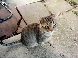 Found/Stray Male Cat last seen Roosevelt boulevard and comly road, Philadelphia, PA 19116
