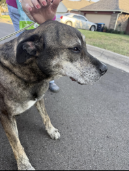 Reunited Male Dog last seen Lone Pine & Birchwood, Fort Worth, TX 76108