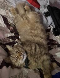 Lost Male Cat last seen Near cypress dr, Grand Prairie, TX 75050
